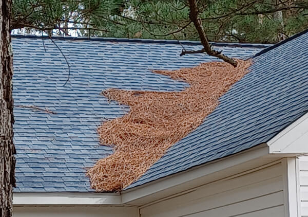 Pine straw in a roof valley, which can lead to a leaky roof, without a roof inspection